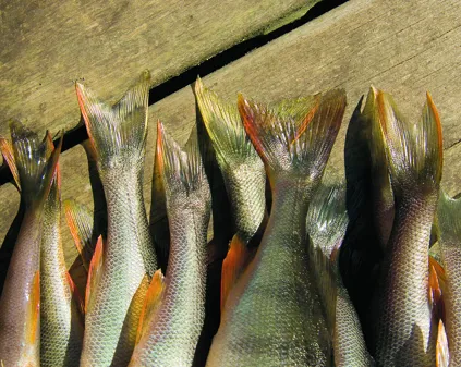 Bild som illustrerar Fiskstjärtar