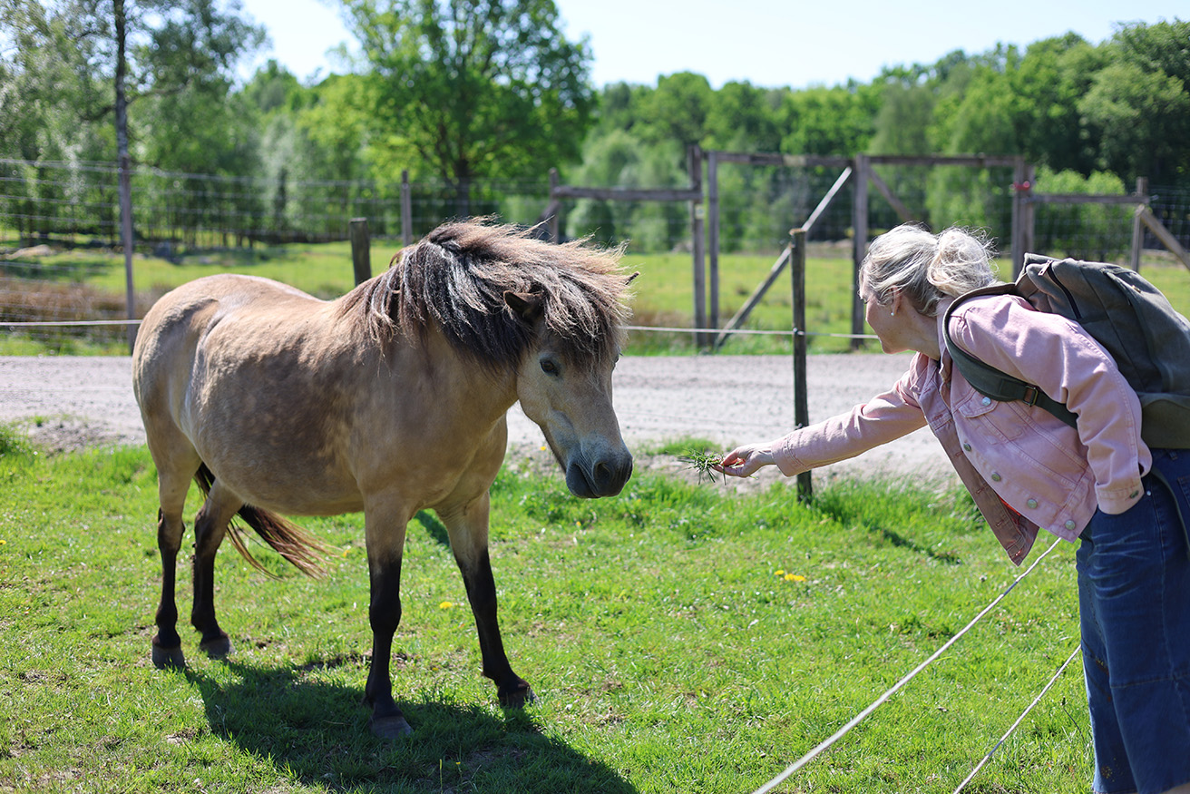 Bild som illustrerar Jenny Trailhorse (121) Kopiera
