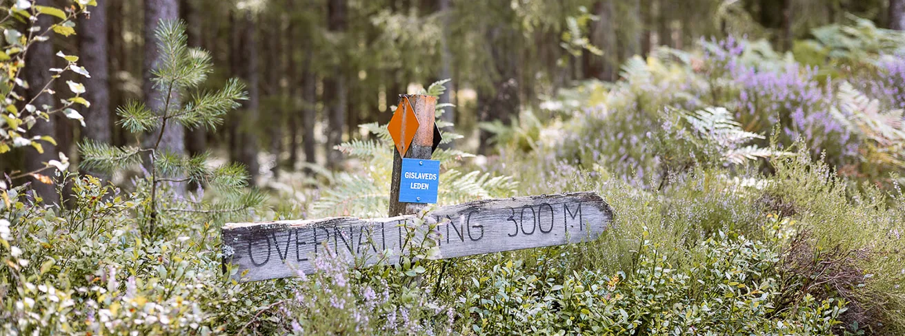 Image illustrating IMG 3994 Kopiera