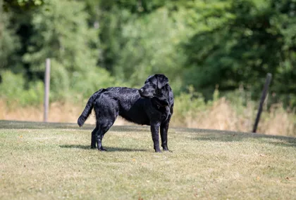 Hundvänliga boenden
