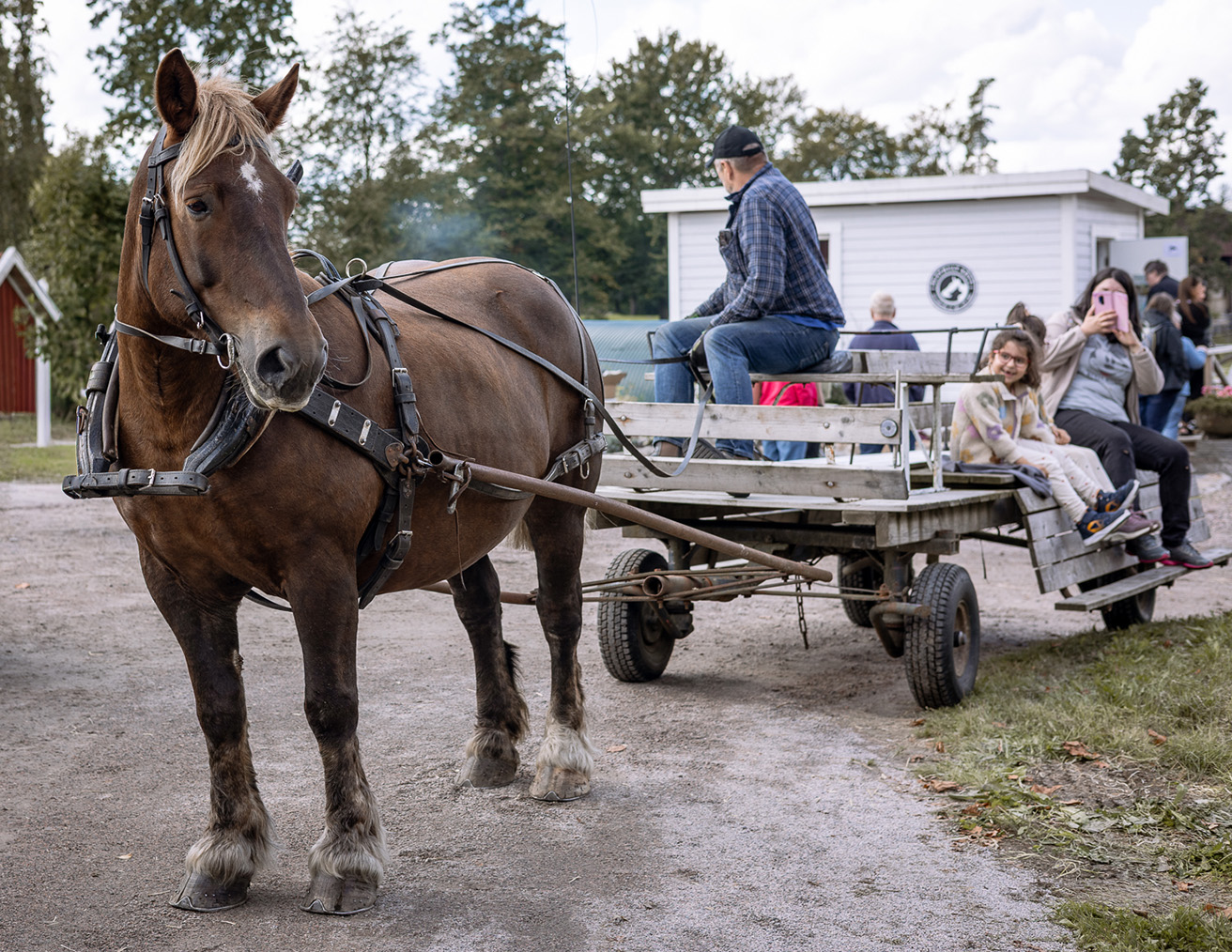 Horse and carriage