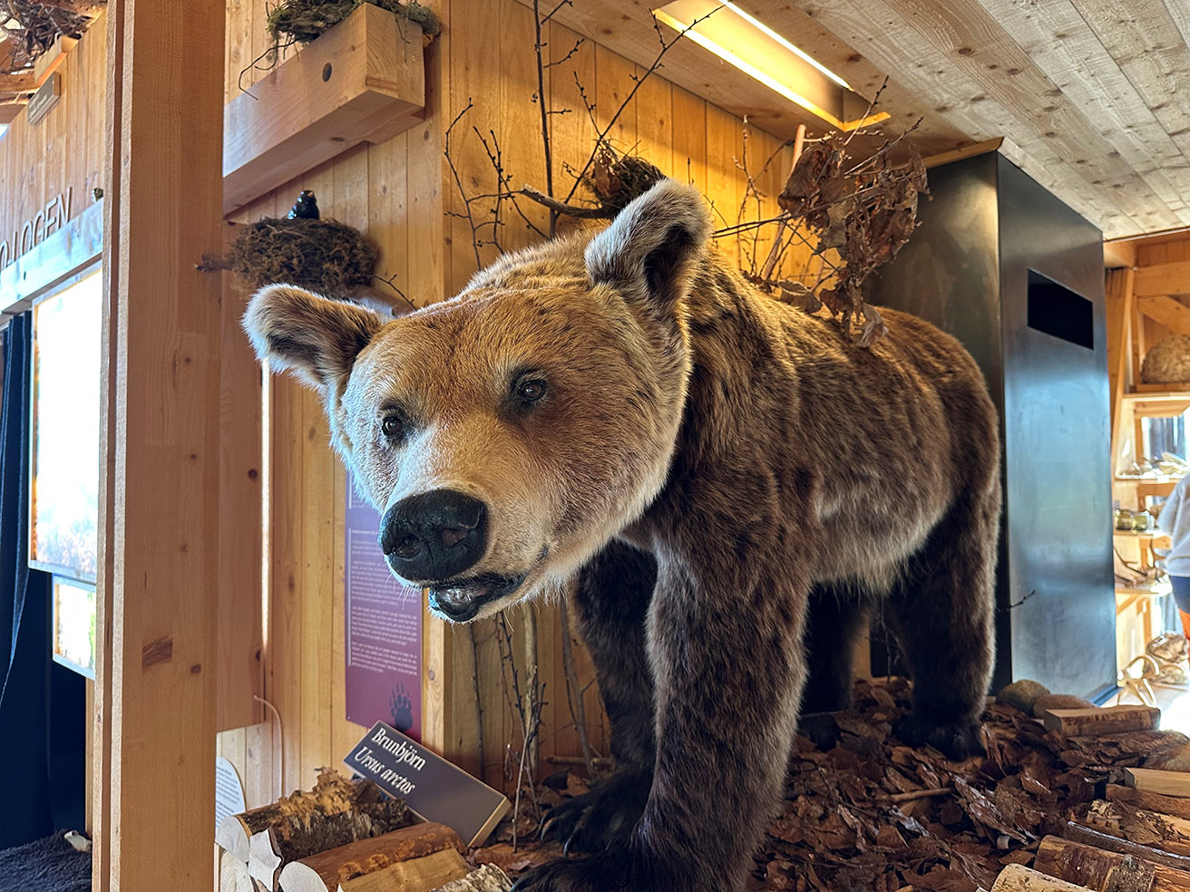 Bild som illustrerar Storemossebjörn Kopiera