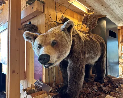 Bild som illustrerar Storemossebjörn Kopiera