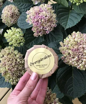 Bild som illustrerar Overgardens Tval 1