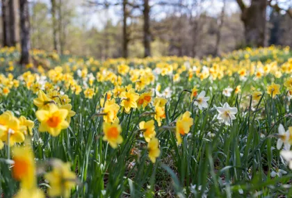 Enjoy the daffodils in Fagerås