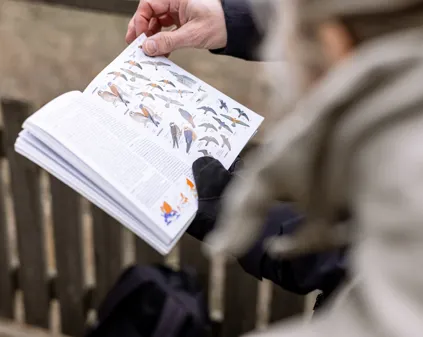 Bild som illustrerar Fågelskådning Vid Draven (60)