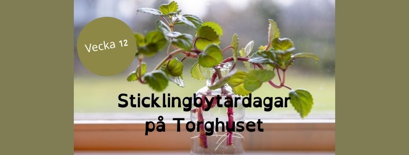 Bild som illustrerar Sticklingbytardagar vecka 12 på Torghuset