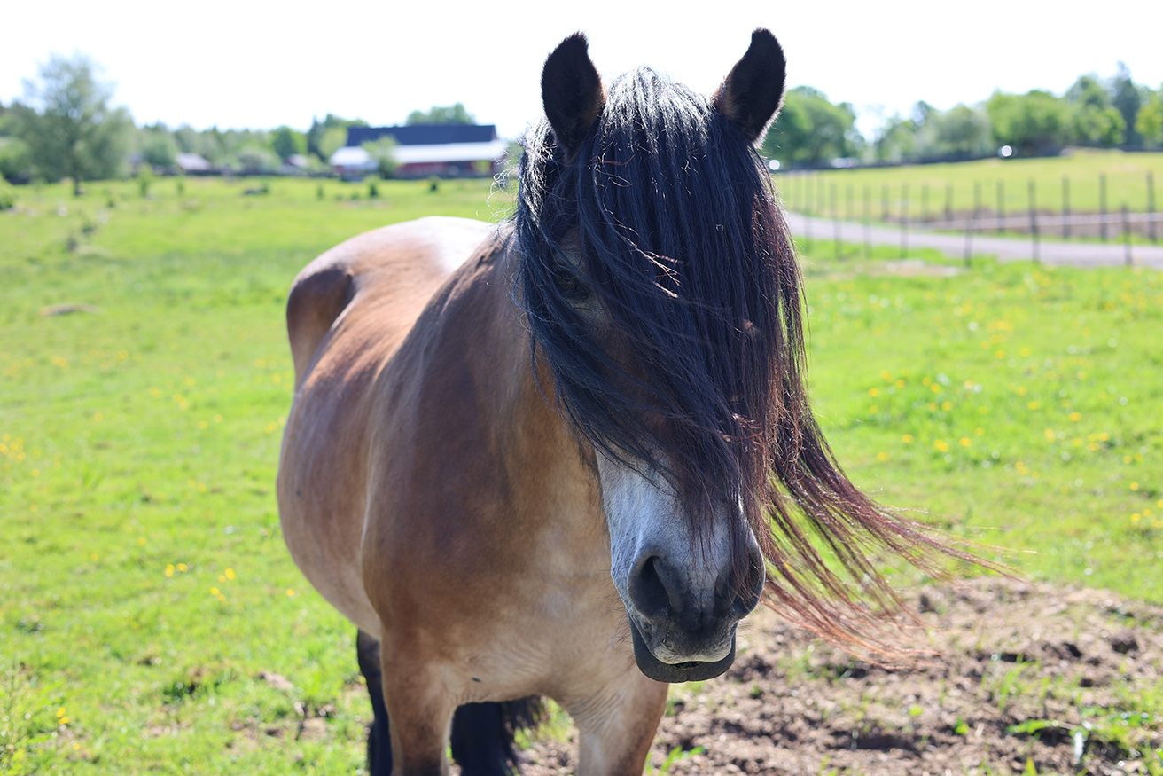 Bild som illustrerar Jenny Trailhorse (8) Kopiera