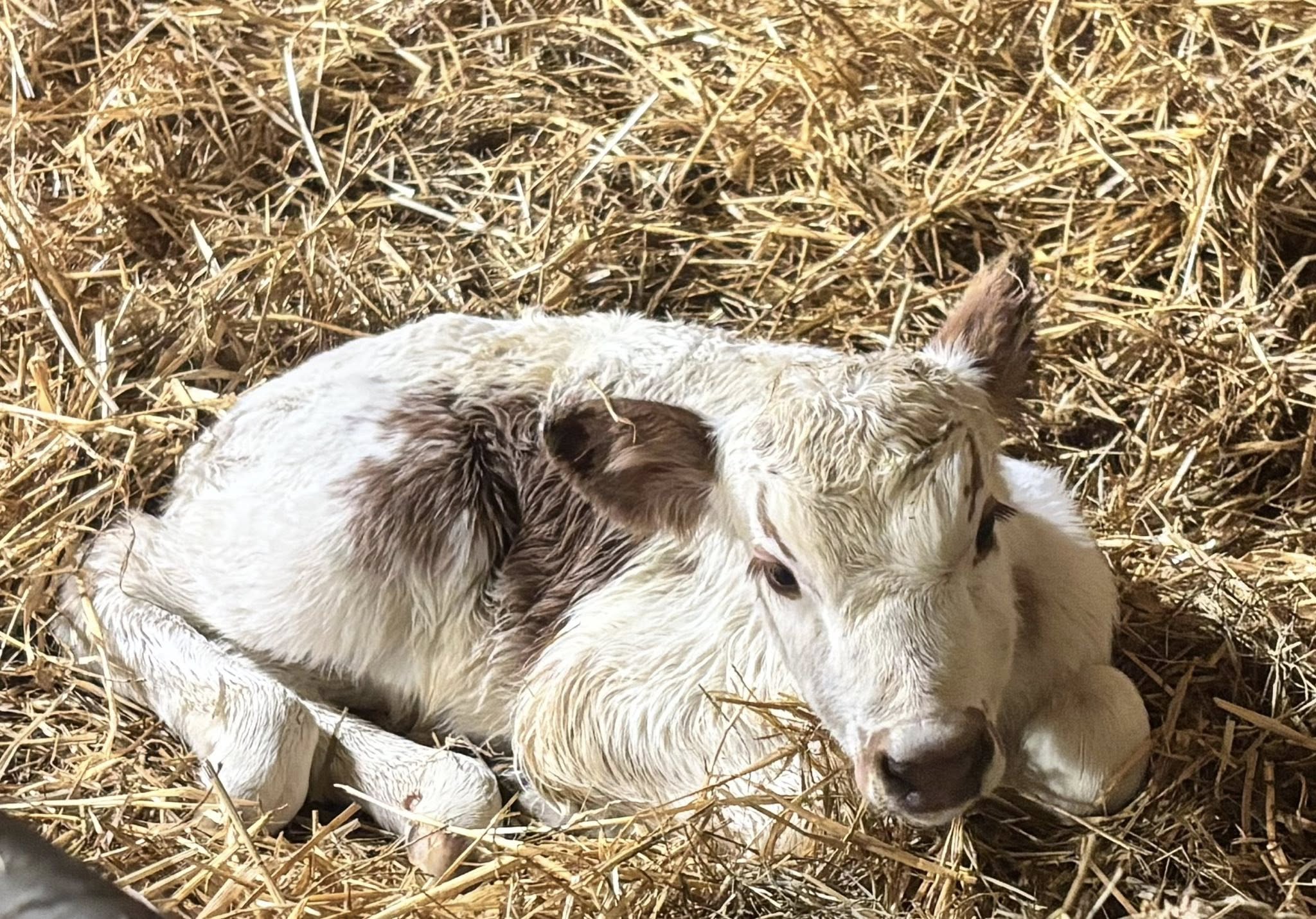 Bild som illustrerar Fjallko