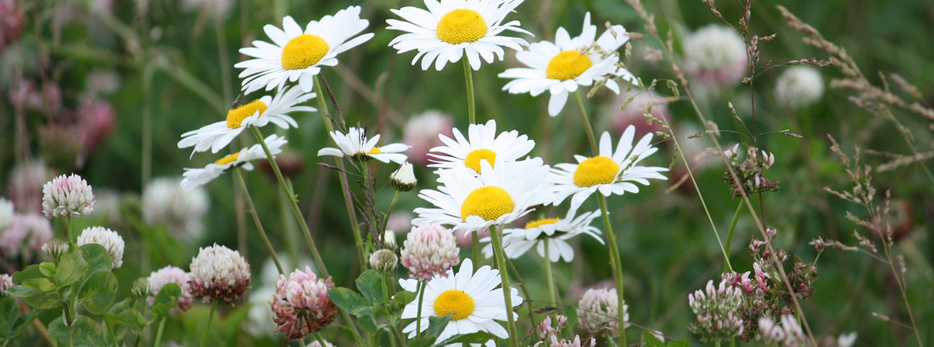 sommar-blommor-1.jpg