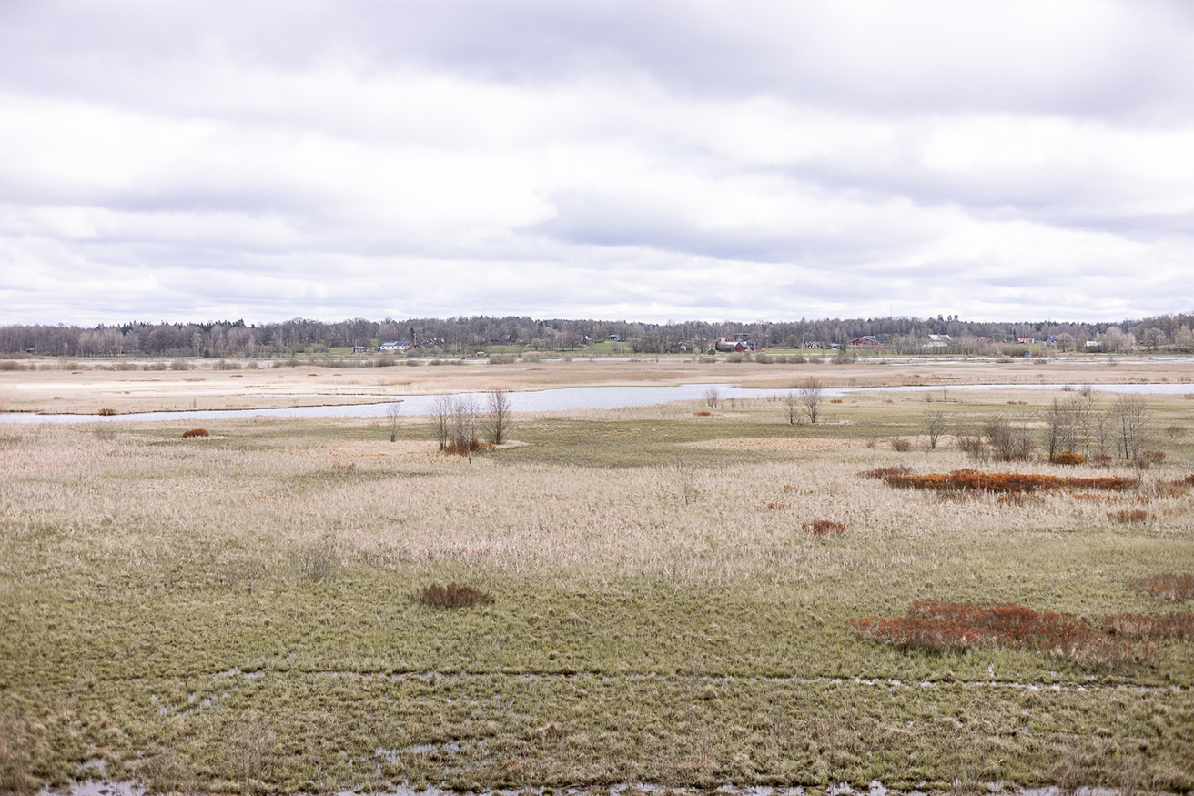 Bild som illustrerar Fågelskådning Vid Draven (54) Kopiera