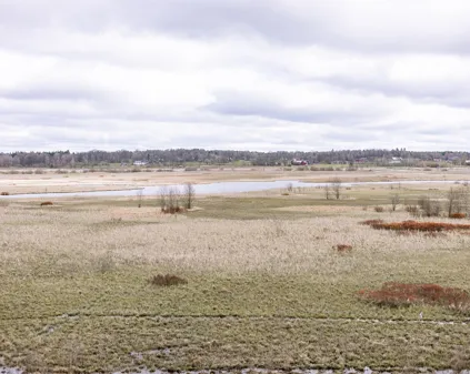 Bild som illustrerar Fågelskådning Vid Draven (54) Kopiera