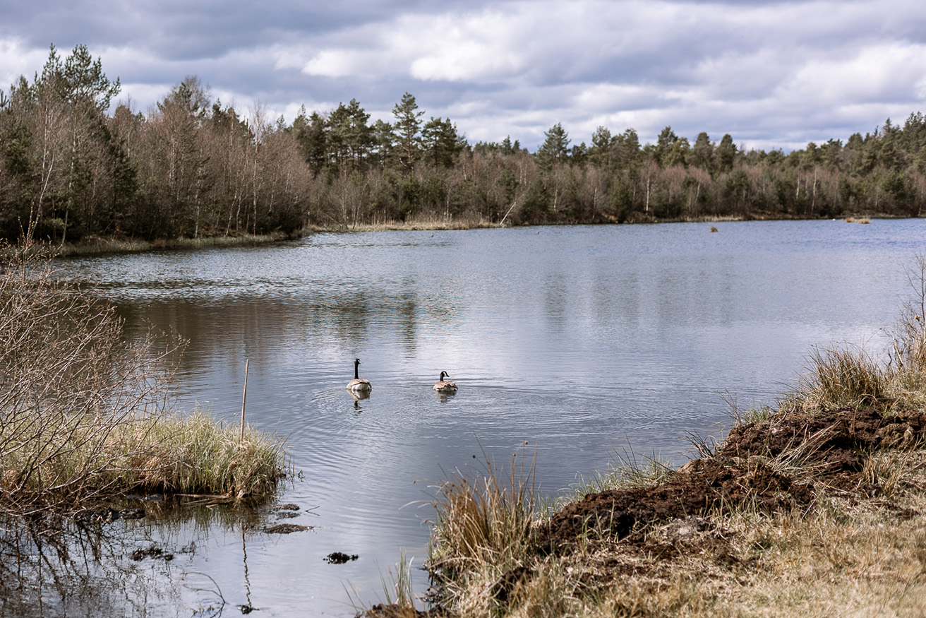 Bild som illustrerar Fågelskådning Rastadammarna (2) Kopiera