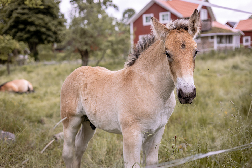 Bild som illustrerar IMG 9662 Kopiera