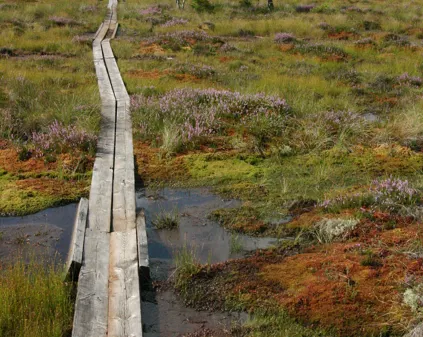 Bild som illustrerar Lilla Lovorundan Spang Hogmosse Store Mosse Foto Johan Rova