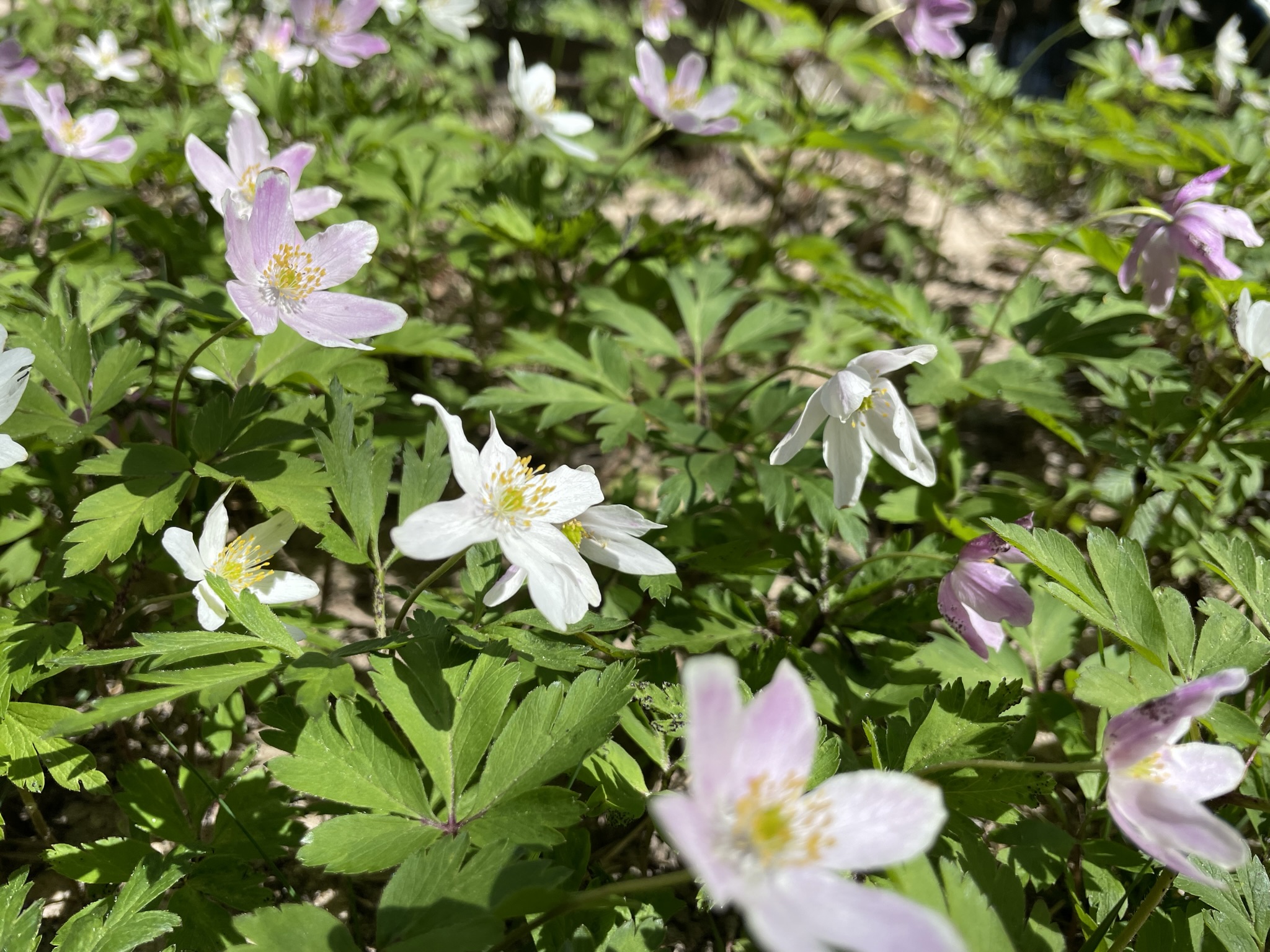 Bild som illustrerar Naturstig Nissan Vår (29)