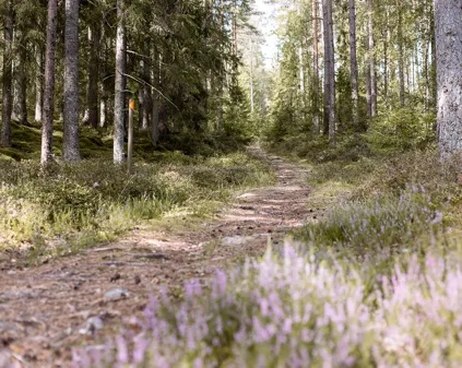 Bild som illustrerar IMG 4020 Kopiera