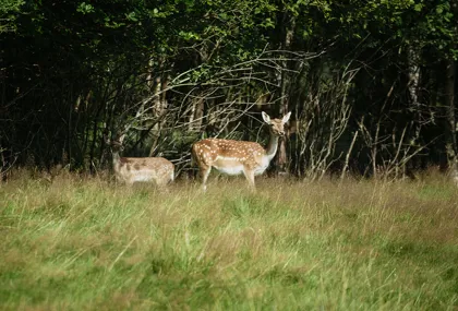 Hunting in Kätabo