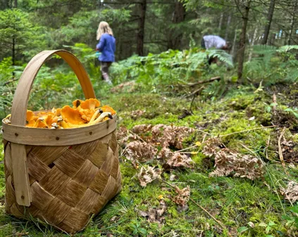 Bild som illustrerar Svampkorg Med Barn