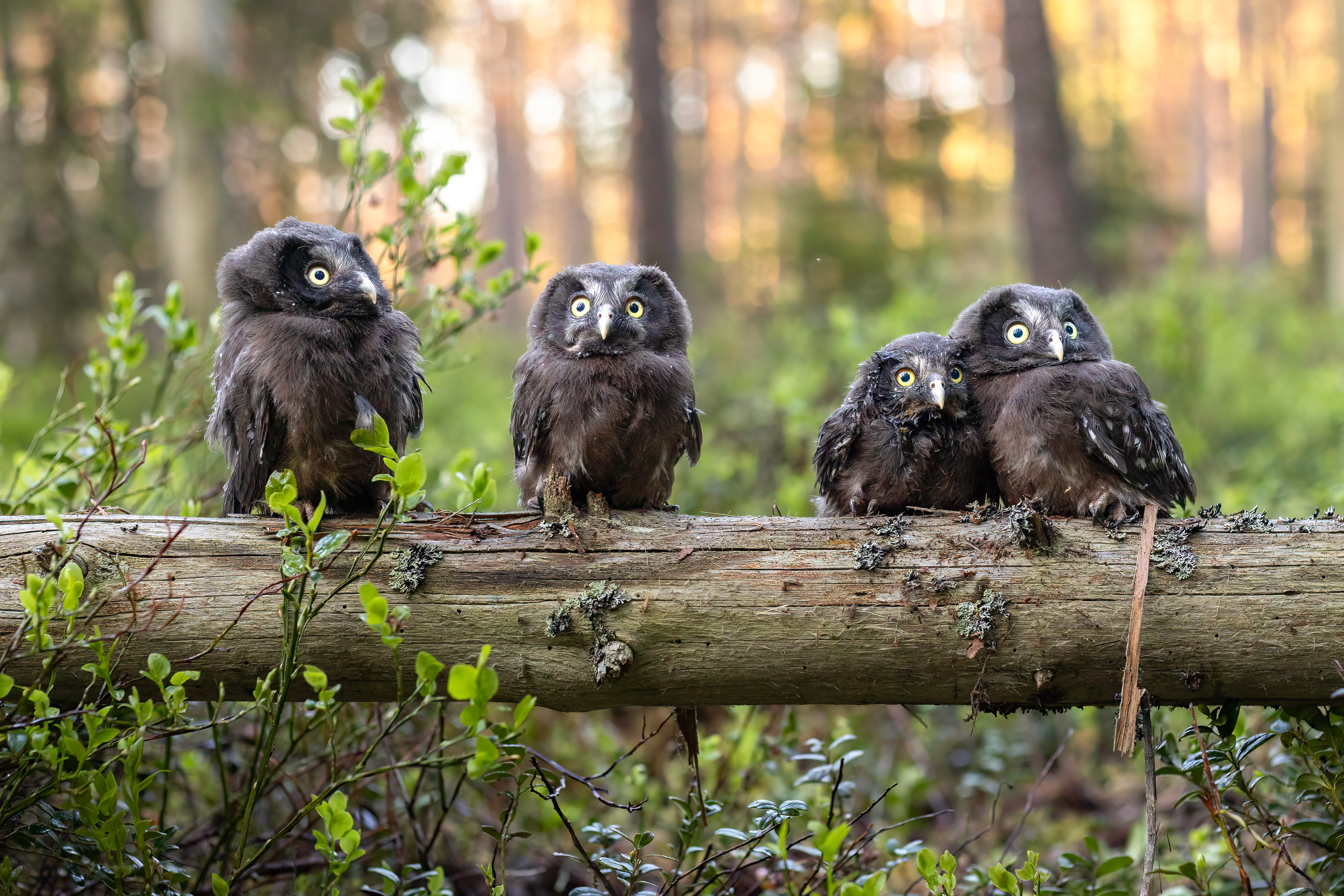 Bild som illustrerar Utställning Pärlugglans skog