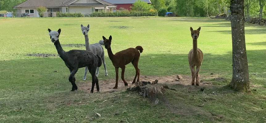 Image illustrating Pelles I Sunnaryd Alpackor