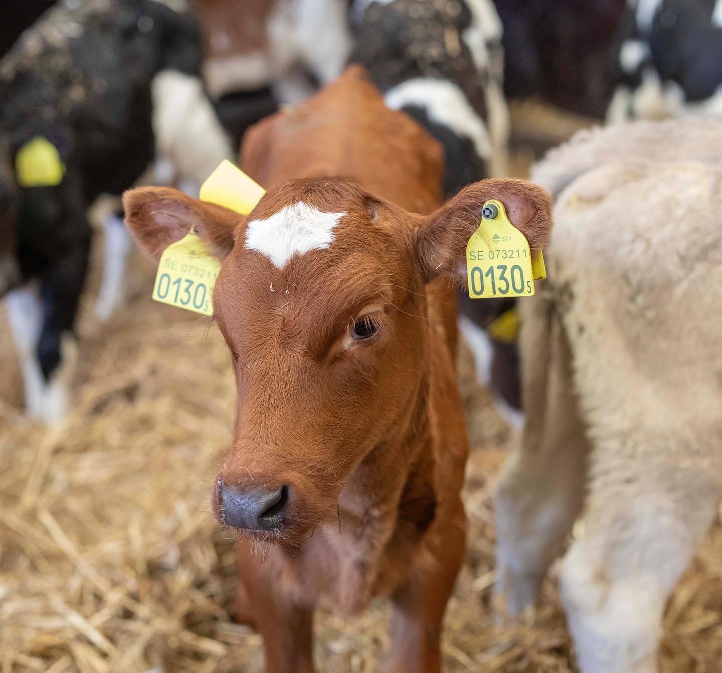 Bild som illustrerar 11B48853 De2e 4C22 B0a9 E71245407822