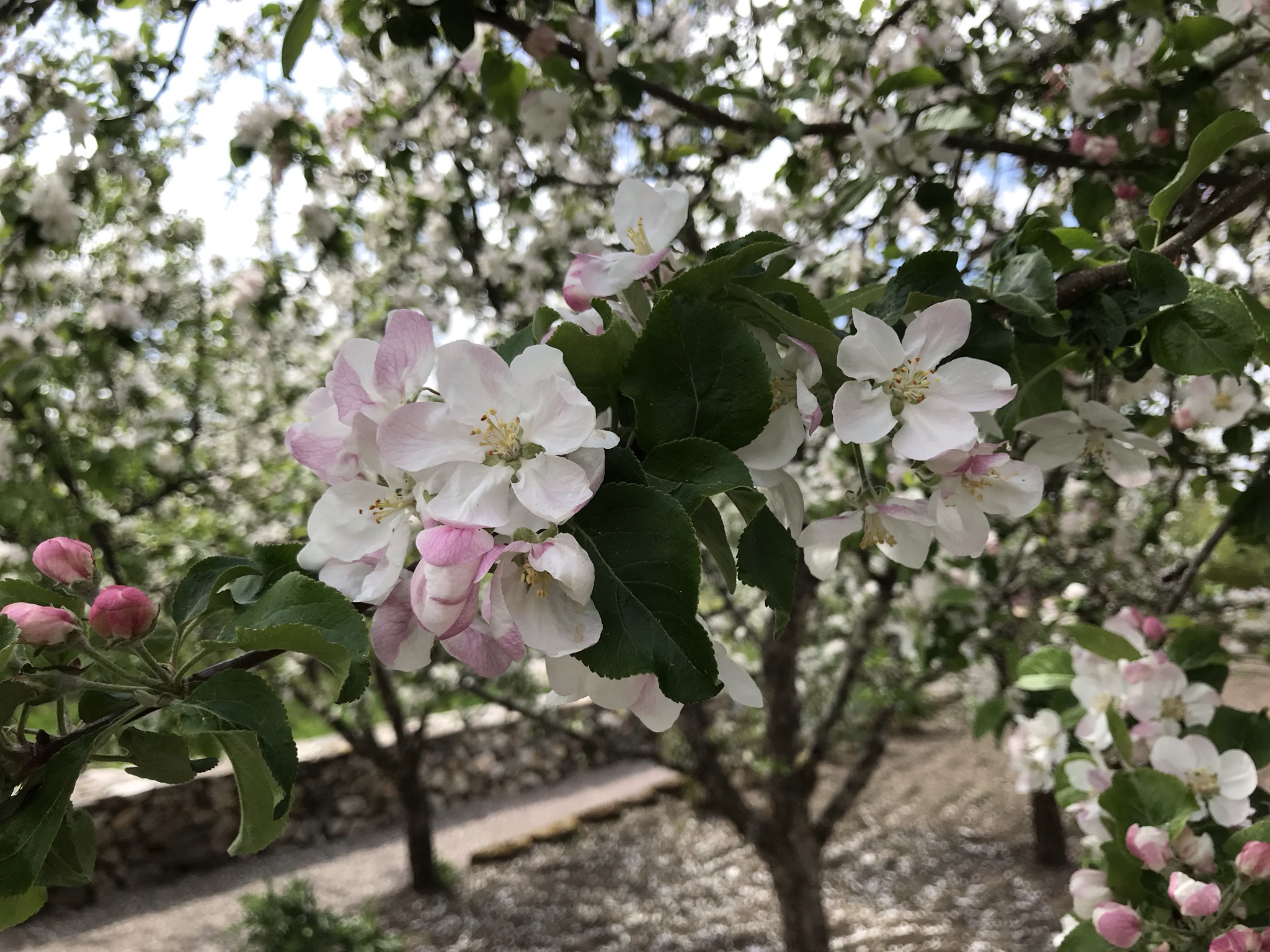 Bild som illustrerar Img 3145