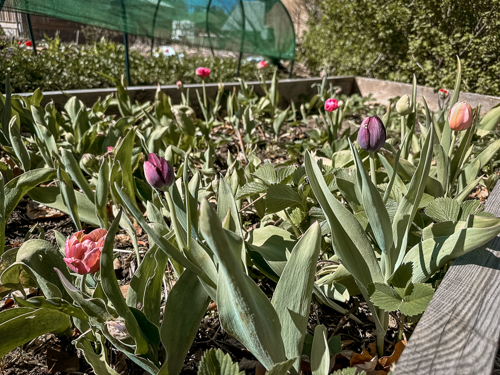 Bild som illustrerar Lilla Slättens Blommor 72Dpi 23