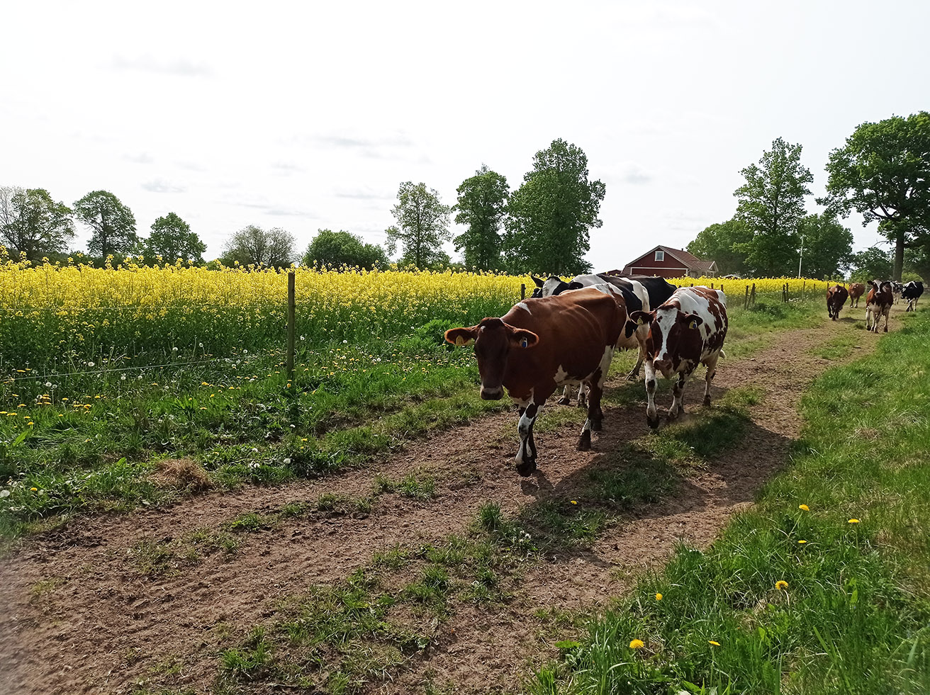 Bild som illustrerar Ko 1312Pxl