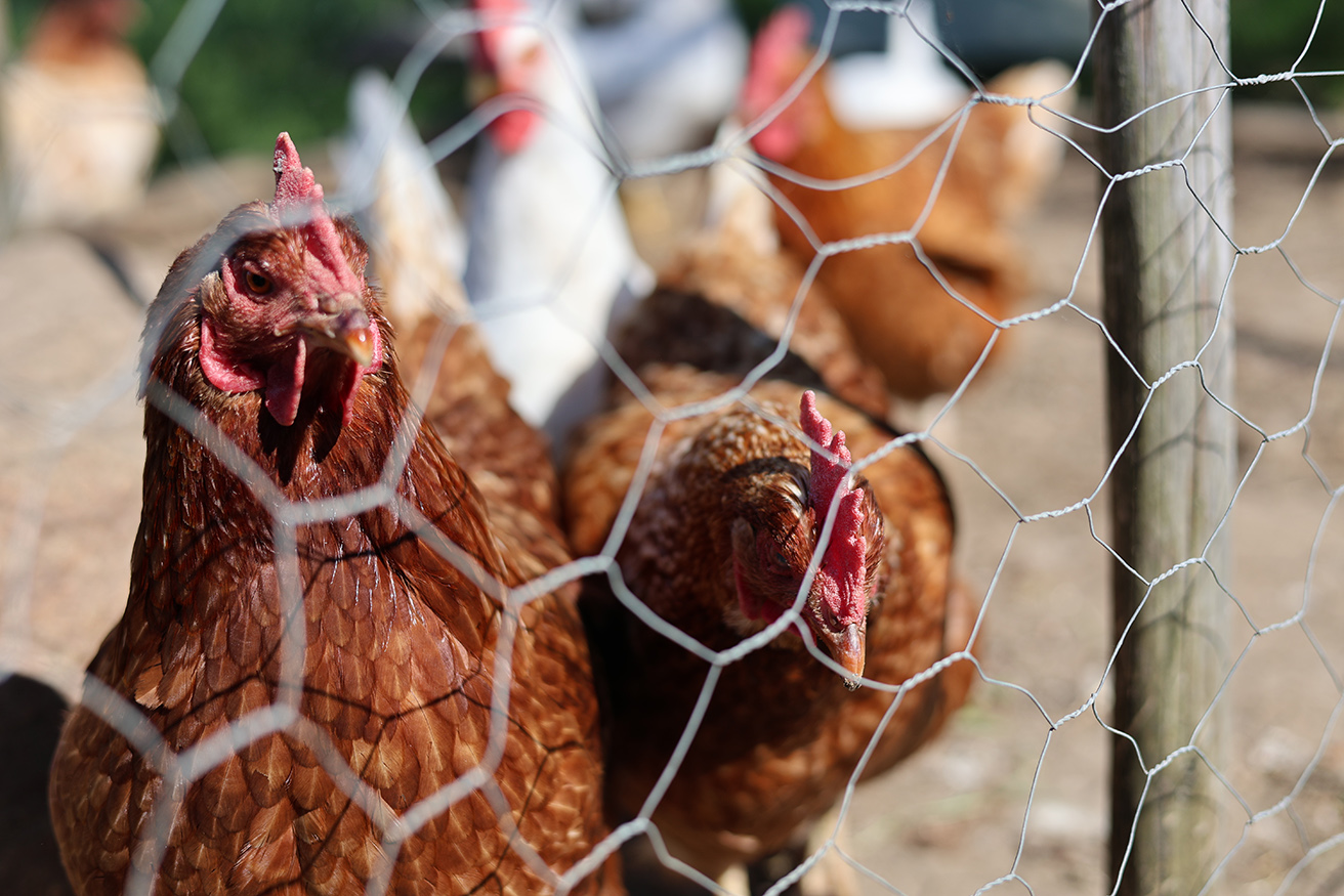 Bild som illustrerar Jenny Trailhorse (30) Kopiera